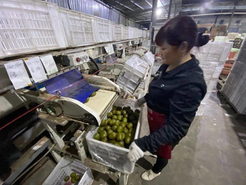 當(dāng)客服指尖舞動(dòng)千次咨詢(xún)，蒲江獼猴桃乘天貓雙11東風(fēng)破浪